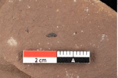 Foto (Detailansicht) von Asterocalyx styriacus Ettingshausen (NHMW-GEO-2024-0188-0426)